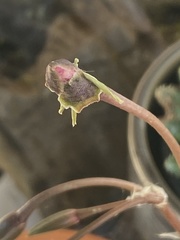 Anacampseros rufescens