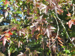 Liquidambar styraciflua image