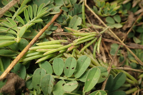 Creeping Indigo