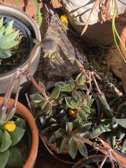 Anacampseros rufescens