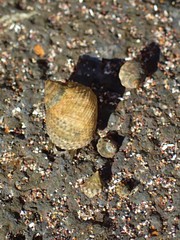 Tectarius striatus
