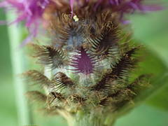 Centaurea debeauxii