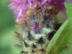 Centaurea debeauxii