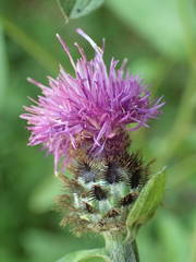 Centaurea debeauxii