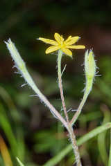 Hypoxis decumbens
