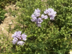 Gilia capitata abrotanifolia