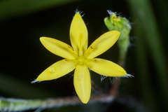Hypoxis decumbens
