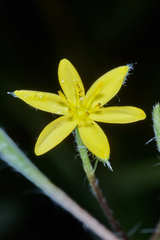 Hypoxis decumbens