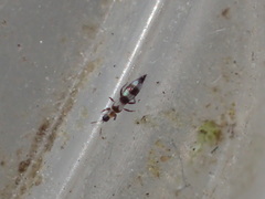 Aeolothrips collaris