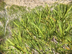 Colliguaja integerrima