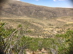 Colliguaja integerrima