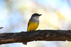 Eopsaltria griseogularis