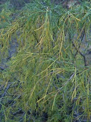 Asparagus plocamoides