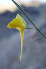 Nanorrhinum scoparium
