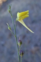 Nanorrhinum scoparium