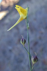 Nanorrhinum scoparium
