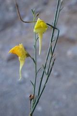 Nanorrhinum scoparium