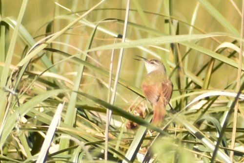 Straight-billed Reedhaunter (Limnoctites rectirostris), photo 6