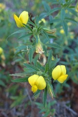 Ononis angustissima longifolia