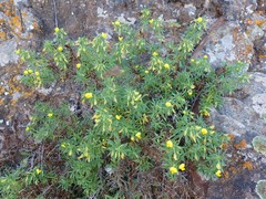 Ononis angustissima longifolia