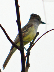 Myiarchus tuberculifer