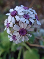 Pericallis webbii