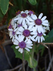 Pericallis webbii