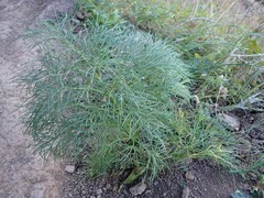 Sonchus leptocephalus