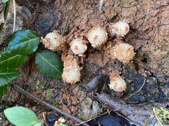 Calostoma ravenelii ravenelii