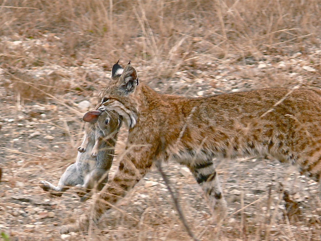 Bobcat (Mammals of Alabama) · iNaturalist