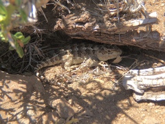 Leiosaurinae