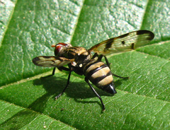 Otites formosa