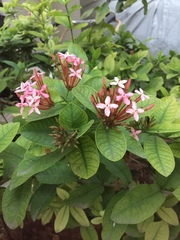 Ixora