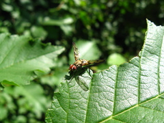 Otites formosa