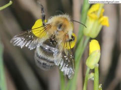 Bombus longipes