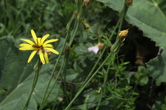 Tragopogon reticulatus