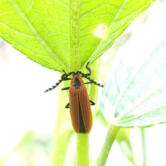 Trichalus