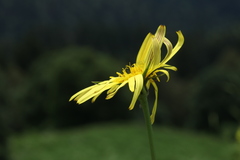 Tragopogon reticulatus