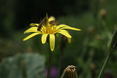 Tragopogon reticulatus