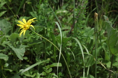 Tragopogon reticulatus