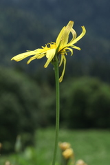 Tragopogon reticulatus