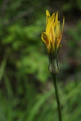Tragopogon reticulatus