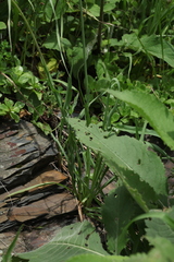 Tragopogon reticulatus