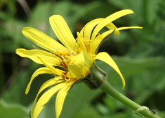 Tragopogon reticulatus
