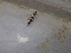 Aeolothrips collaris