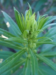 Echium giganteum