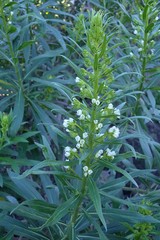 Echium giganteum
