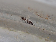 Aeolothrips collaris