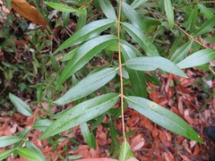 Phillyrea latifolia media