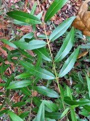 Phillyrea latifolia media